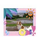 ぱぴぱぴパピヨン92（個別スタンプ：4）