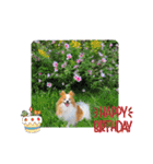 ぱぴぱぴパピヨン92（個別スタンプ：9）