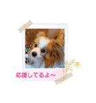 ぱぴぱぴパピヨン92（個別スタンプ：13）