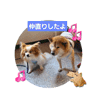 ぱぴぱぴパピヨン92（個別スタンプ：14）