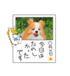 ぱぴぱぴパピヨン92（個別スタンプ：15）