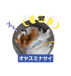 ぱぴぱぴパピヨン92（個別スタンプ：24）