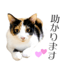 三毛猫 の なのはな（個別スタンプ：7）