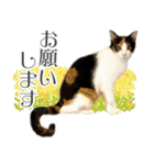 三毛猫 の なのはな（個別スタンプ：8）