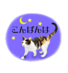 三毛猫 の なのはな（個別スタンプ：13）