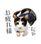 三毛猫 の なのはな（個別スタンプ：16）