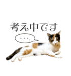 三毛猫 の なのはな（個別スタンプ：19）