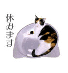 三毛猫 の なのはな（個別スタンプ：31）