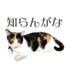 三毛猫 の なのはな（個別スタンプ：37）