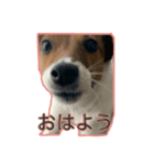 わがやのゆきちスタンプ（個別スタンプ：4）