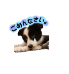 ボーダーコリー『セナルナ』（個別スタンプ：1）