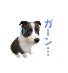 ボーダーコリー『セナルナ』（個別スタンプ：5）