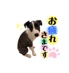 ボーダーコリー『セナルナ』（個別スタンプ：11）