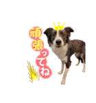 ボーダーコリー『セナルナ』（個別スタンプ：15）