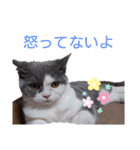 猫【もも】の癒しスタンプ（個別スタンプ：4）