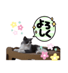 猫【もも】の癒しスタンプ（個別スタンプ：12）