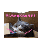 猫【もも】の癒しスタンプ（個別スタンプ：14）