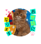 ねこまーち エメラルドクイーン（個別スタンプ：3）