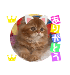 ねこまーち エメラルドクイーン（個別スタンプ：5）