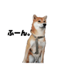 柴犬さこんじ(成犬ver)（個別スタンプ：1）