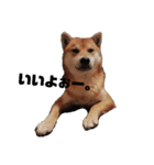 柴犬さこんじ(成犬ver)（個別スタンプ：2）
