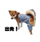 柴犬さこんじ(成犬ver)（個別スタンプ：3）