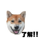 柴犬さこんじ(成犬ver)（個別スタンプ：4）