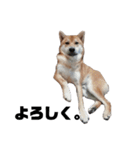 柴犬さこんじ(成犬ver)（個別スタンプ：5）