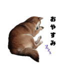 柴犬さこんじ(成犬ver)（個別スタンプ：6）