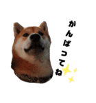 柴犬さこんじ(成犬ver)（個別スタンプ：7）
