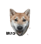 柴犬さこんじ(成犬ver)（個別スタンプ：8）