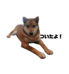 柴犬さこんじ(成犬ver)（個別スタンプ：9）