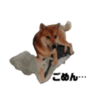 柴犬さこんじ(成犬ver)（個別スタンプ：10）