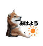 柴犬さこんじ(成犬ver)（個別スタンプ：11）