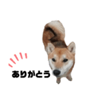 柴犬さこんじ(成犬ver)（個別スタンプ：13）