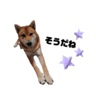 柴犬さこんじ(成犬ver)（個別スタンプ：14）