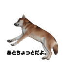 柴犬さこんじ(成犬ver)（個別スタンプ：15）