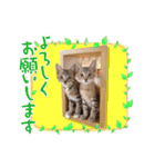 元野良猫テンキャンブラザーズ☆ニャー編（個別スタンプ：3）