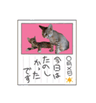 元野良猫テンキャンブラザーズ☆ニャー編（個別スタンプ：24）