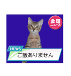 元野良猫テンキャンブラザーズ☆ニャー編（個別スタンプ：29）