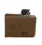 猫好きによる猫好きの為の猫のスタンプ（個別スタンプ：10）