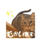 ぶーこ様の日常（個別スタンプ：1）