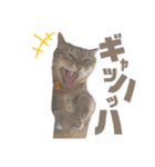 ぶーこ様の日常（個別スタンプ：16）