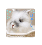 Minchopila 2（個別スタンプ：2）