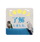 Minchopila 2（個別スタンプ：8）