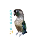 Minchopila 2（個別スタンプ：11）