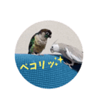 Minchopila 2（個別スタンプ：12）