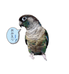 Minchopila 2（個別スタンプ：16）