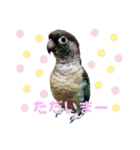 Minchopila 2（個別スタンプ：20）