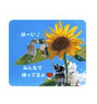 Minchopila 2（個別スタンプ：24）